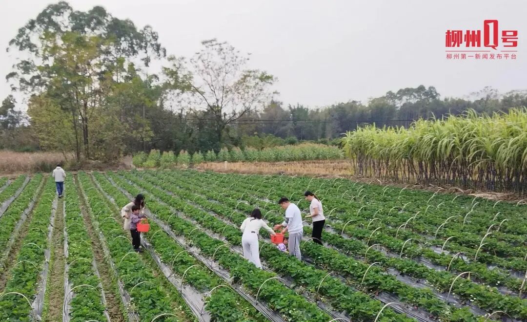 市民游客在柳江區成團鎮周邊草莓園采摘草莓。