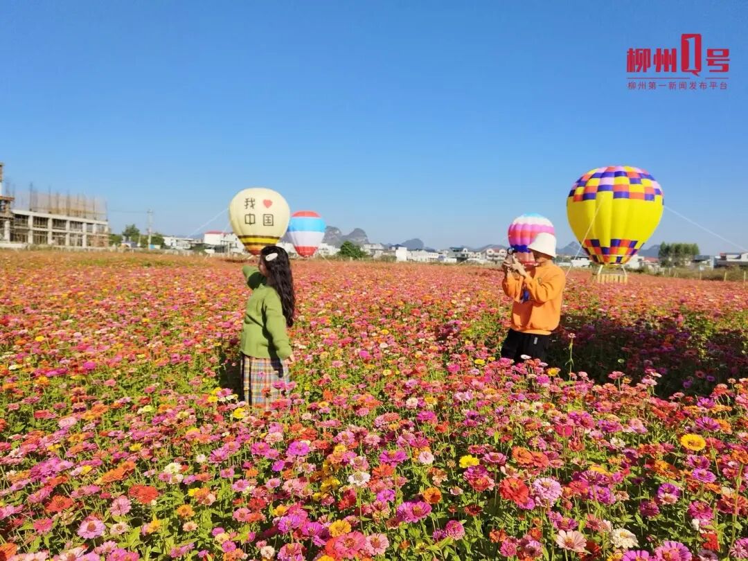 在柳江區百朋鎮千荷園花海,市民游客在打卡拍照。